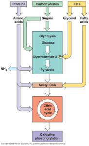 jalur metabolisme makromolekul